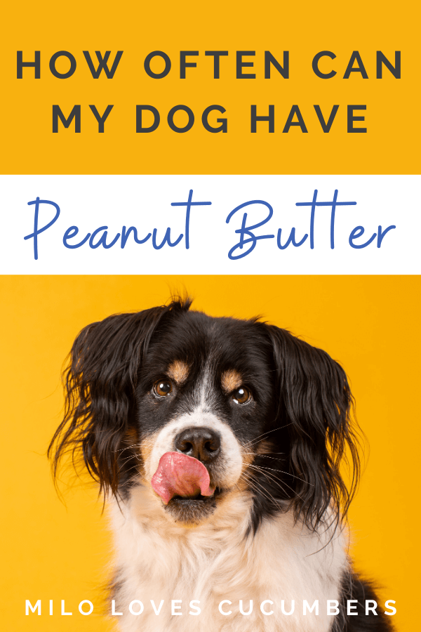 How Often Can My Dog Have Peanut Butter? - Dog Nutrition - Dog Treats - peanut butter dog treats - Dog Health - milolovescucumbers.com