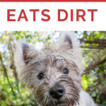 Is Eating Dirt Bad for Dogs - Dog Health - Dog Behavior - Dog Behavioral Issues - Milo Loves Cucumbers - milolovescucumbers.com