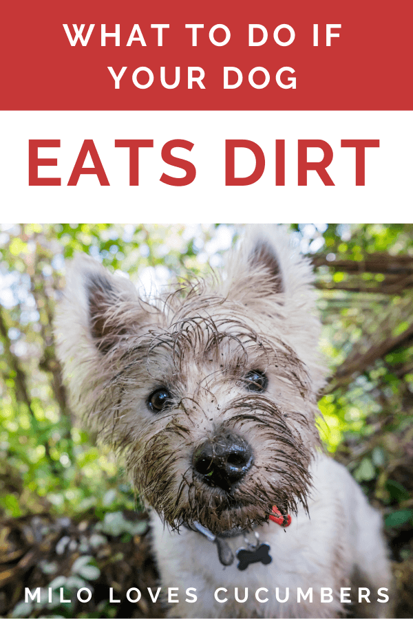 Is Eating Dirt Bad for Dogs - Dog Health - Dog Behavior - Dog Behavioral Issues - Milo Loves Cucumbers - milolovescucumbers.com