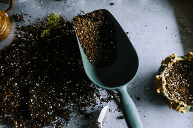 is-eating-dirt-bad-for-dogs-milo-loves-cucumbers