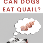 Can Dogs Eat Quail? - Dog Health Tips - Dog Nutrition - What Can Dogs Not Eat - Dog Raw Diet - Milo Loves Cucumbers