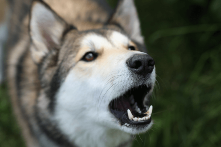 do-dogs-ever-get-tired-of-barking-milo-loves-cucumbers