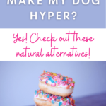 Does Sugar Make My Dog Hyper - Dog Nutrition - Dog Health Tips - Dog Diet - Milo Loves Cucumbers