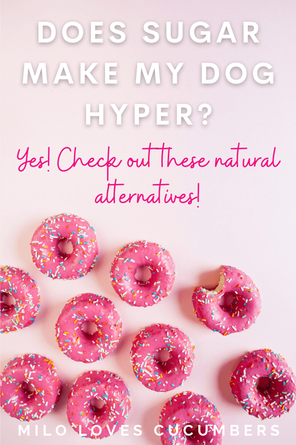 Does Sugar Make My Dog Hyper - Dog Nutrition - Dog Health Tips - Dog Diet - Milo Loves Cucumbers