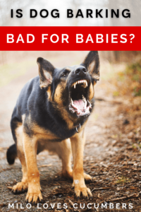 Is Dog Barking Bad For Babies? - Milo Loves Cucumbers