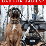 Dog Behavior - Is Dog Barking Bad for Babies - Dog and Baby - Dog Behavior - Milo Loves Cucumbers