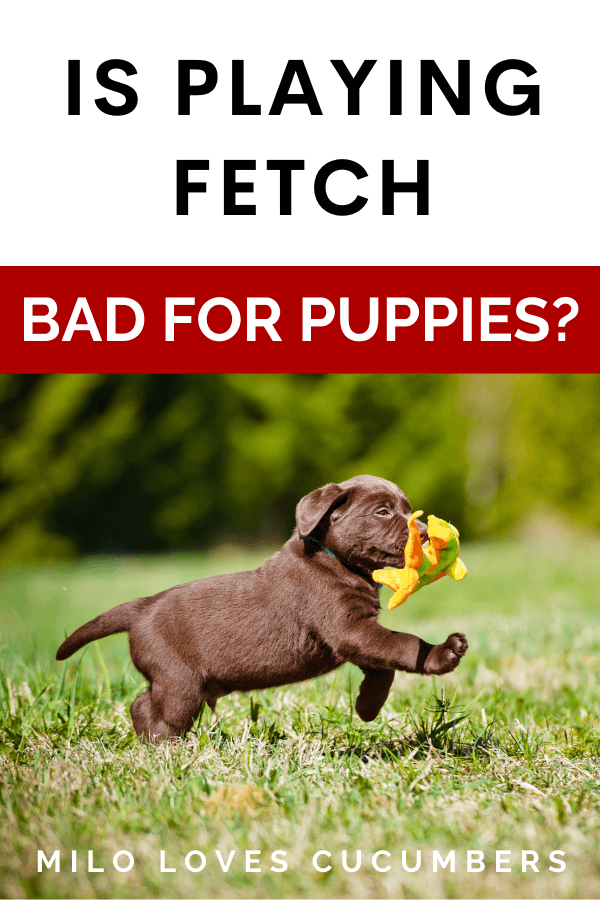 Is Playing Fetch Bad for Puppies - Dog Health Tips - Milo Loves Cucumbers