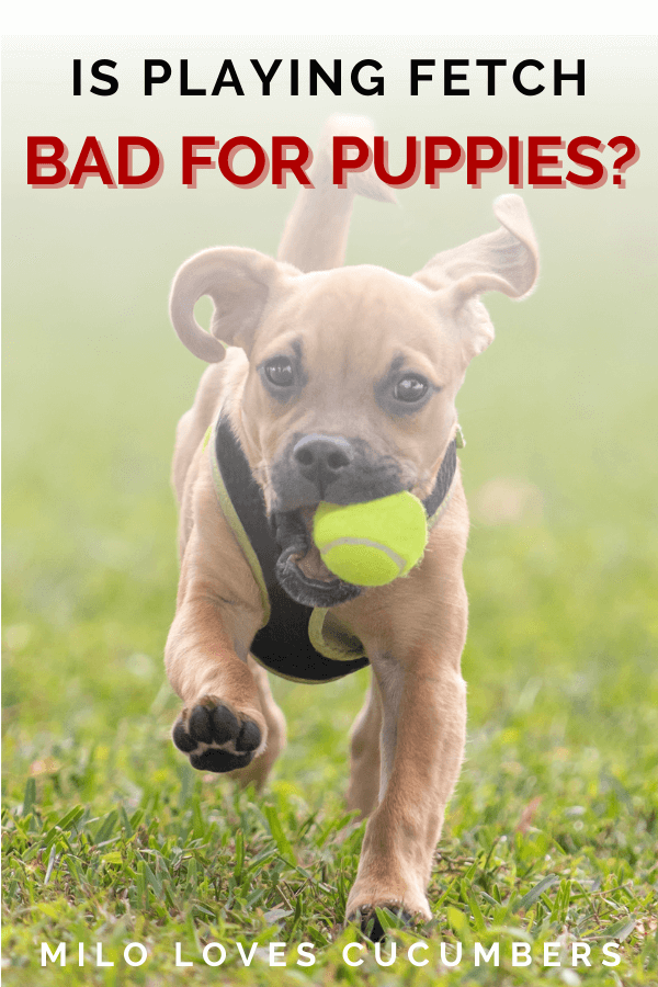 Is Playing Fetch Bad for Puppies - Dog Health Tips - Milo Loves Cucumbers