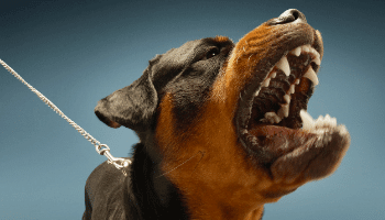 Is dog barking bad for baby