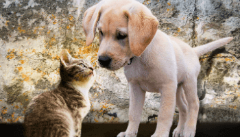 Why Do Dogs Hate Cats