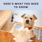 Why Does My Dog Stare in the Mirror - Dog Behavior - Dog Health - Milo Loves Cucumbers