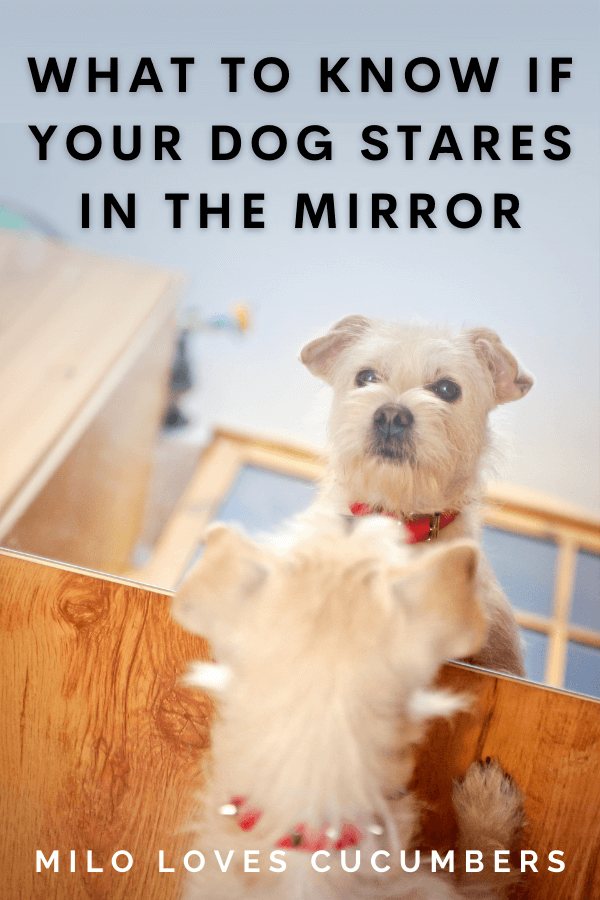 Why Does my Dog Stare in the Mirror? - Milo Loves Cucumbers