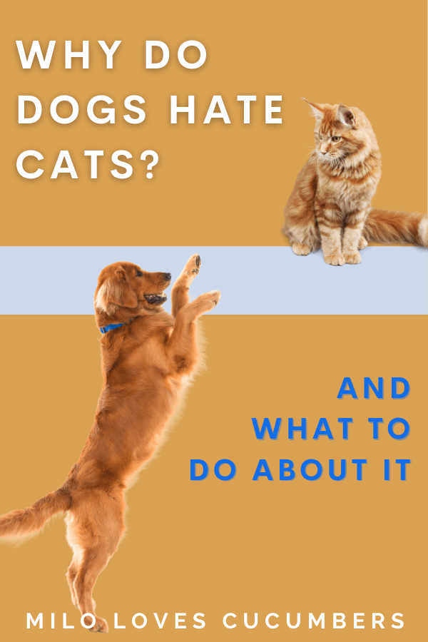 Why do dogs hate cats - Dog Behavior - Pet Health - Milo Loves Cucumbers
