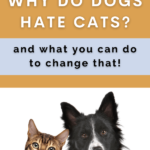 Why do dogs hate cats - Dog Behavior - Pet Health - Milo Loves Cucumbers