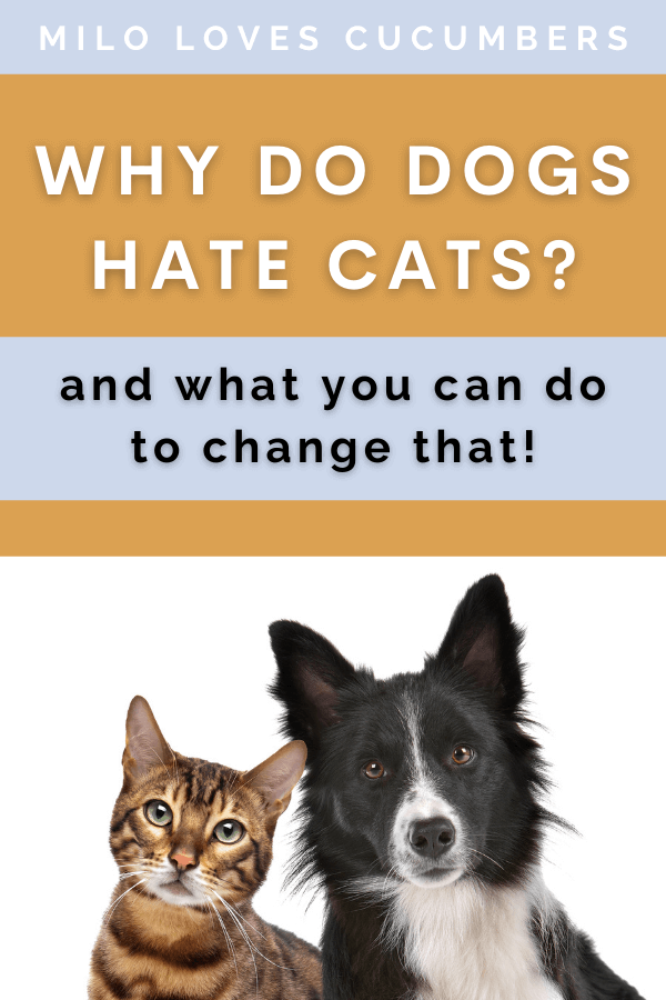 Why do dogs hate cats - Dog Behavior - Pet Health - Milo Loves Cucumbers