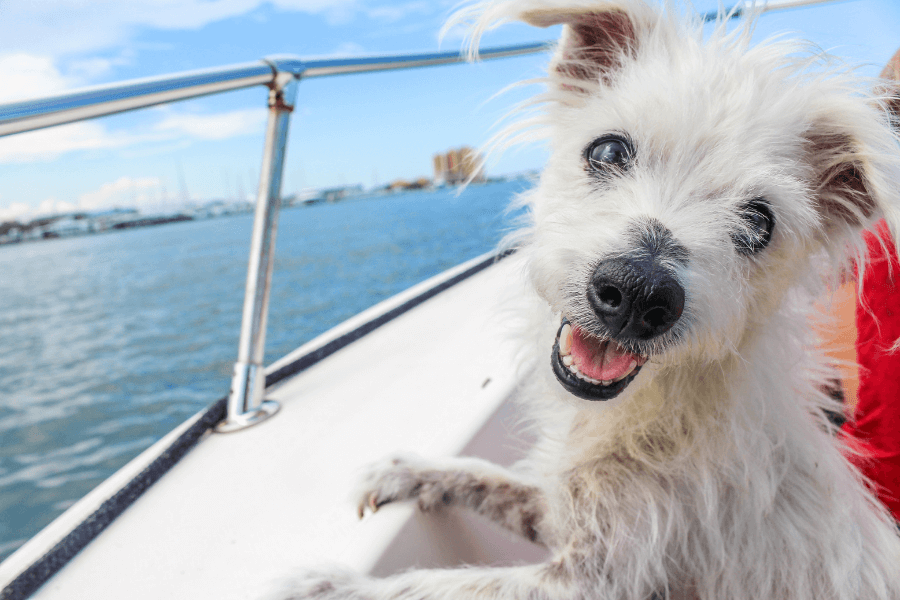 Dog Activities - Summer Dog - Summer activities for dogs - Milo Loves Cucumbers