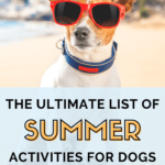 Dog Lifestyle - Summer Activities for Dogs - 16 Ultimate Summer Activities for Dogs (1)