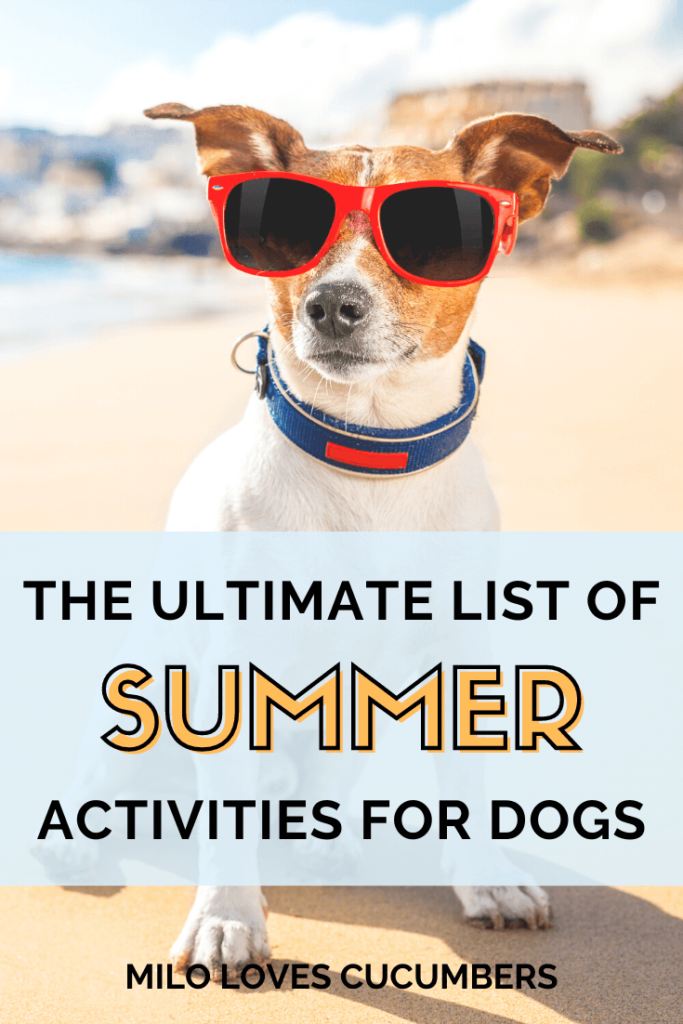 Dog Lifestyle - Summer Activities for Dogs - 16 Ultimate Summer Activities for Dogs (1)