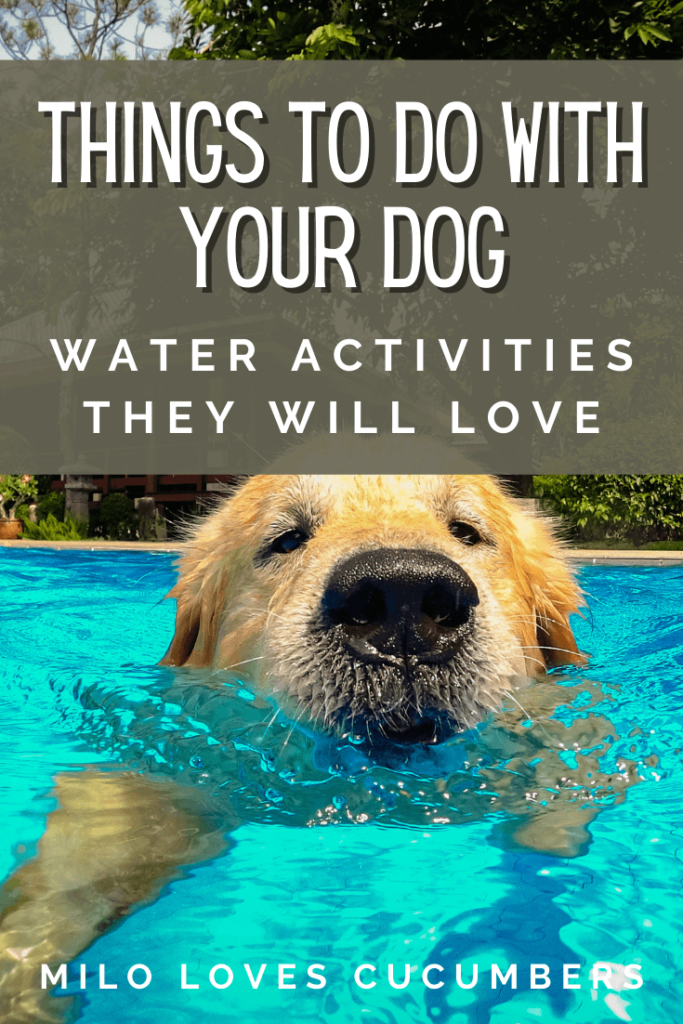 Things to do with your dog - 11 exciting water activities for dogs - Dog Summer Activities - Dog Backyard Ideas - Milo Loves Cucumbers