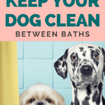 Dog Grooming - 10 Easy Ways to Keep Your Dog Clean Between Baths - Clean dog - Milo Loves Cucumbers