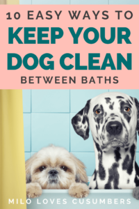 10 Easy Ways to Keep Your Dog Clean Between Baths - Milo Loves Cucumbers