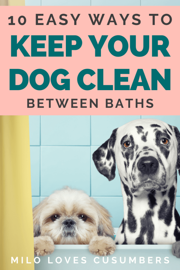 Dog Grooming - 10 Easy Ways to Keep Your Dog Clean Between Baths - Clean dog - Milo Loves Cucumbers