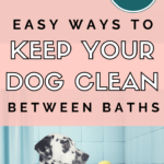 Dog Grooming - 10 Easy Ways to Keep Your Dog Clean Between Baths - Clean dog - Milo Loves Cucumbers