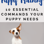 Puppy Training - 10 Essential Puppy Commands - Dog training - New Puppy - Milo Loves Cucumbers