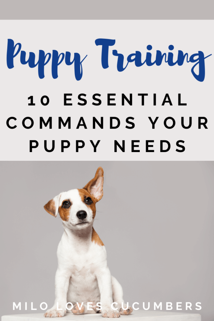 Puppy Training - 10 Essential Puppy Commands - Dog training - New Puppy - Milo Loves Cucumbers