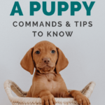 Puppy Training - 10 Essential Puppy Commands - Dog training - New Puppy - Milo Loves Cucumbers