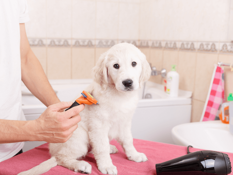Dog Grooming - 10 Easy Ways to Keep Your Dog Clean Between Baths - Clean dog - Milo Loves Cucumbers