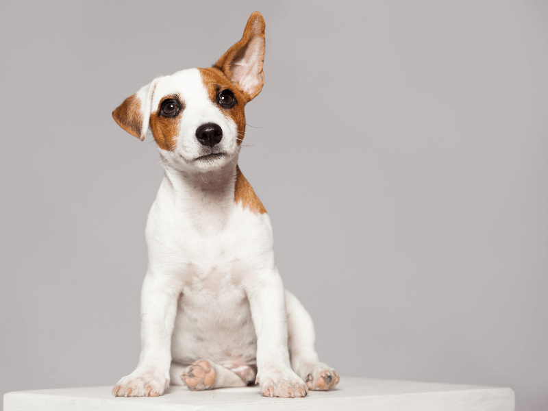 Puppy Training - 10 Essential Puppy Commands - Dog training - New Puppy - Milo Loves Cucumbers