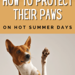 Dog Injury - 11 Ways to Protect Your Dog's Paws in Summer - Dog Wellness and Dog Sickness - Milo Loves Cucumbers