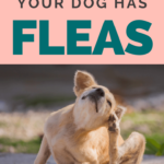 Dog Health - Signs Your Dog Has Fleas - Dog Grooming - Milo Loves Cucumbers