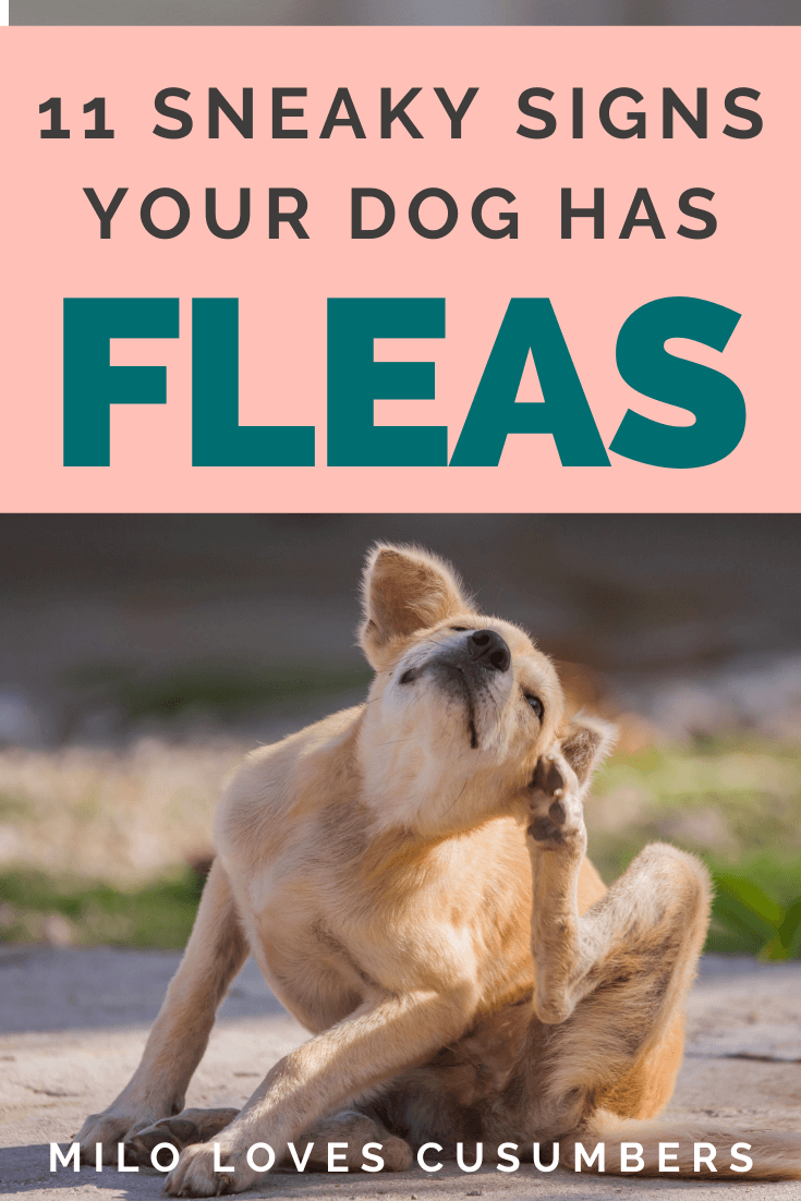 11 Sneaky Signs Your Dog Has Fleas - Milo Loves Cucumbers