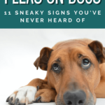 Dog Health - Signs Your Dog Has Fleas - Dog Grooming - Milo Loves Cucumbers