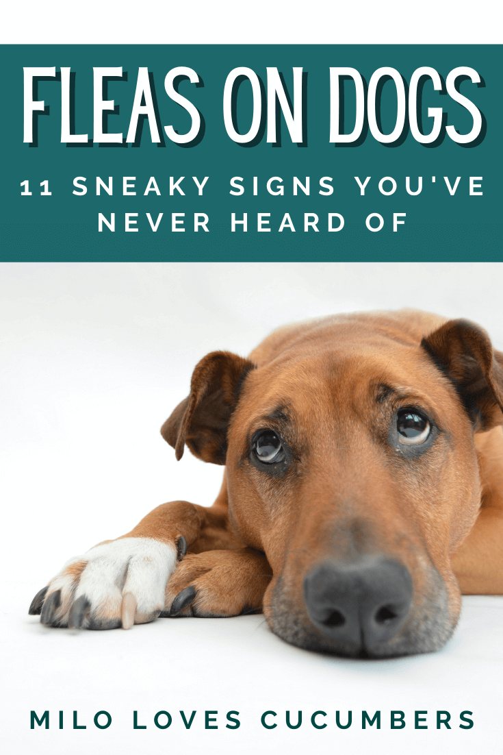 11 Sneaky Signs Your Dog Has Fleas - Milo Loves Cucumbers