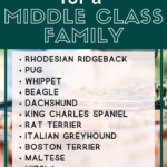 Dog Breeds For a Middle Class Family - Middle Class Dog Breeds - Milo Loves Cucumbers