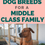 Dog Breeds For a Middle Class Family - Middle Class Dog Breeds - Milo Loves Cucumbers