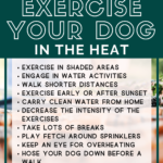 safe ways to exercise your dog in hot weather - keeping your dog safe in the heat - Milo Loves Cucumbers (1)