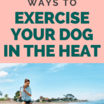 safe ways to exercise your dog in hot weather - keeping your dog safe in the heat - Milo Loves Cucumbers (1)