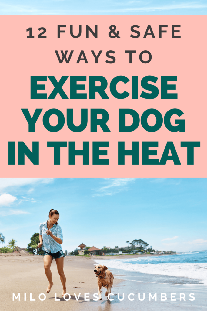 safe ways to exercise your dog in hot weather - keeping your dog safe in the heat - Milo Loves Cucumbers (1)