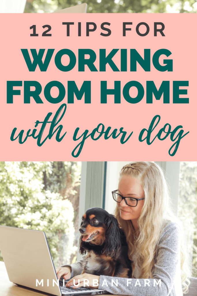 Ways to Make Working From Home With Your Dog Easier - Milo Loves Cucumbers