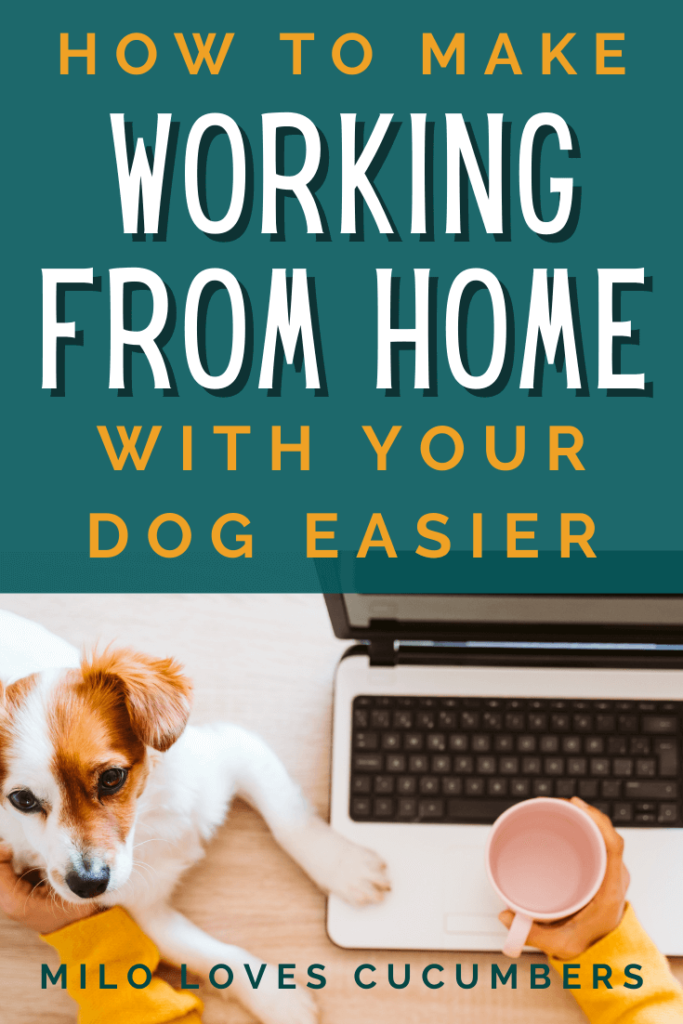Ways to Make Working From Home With Your Dog Easier - Milo Loves Cucumbers